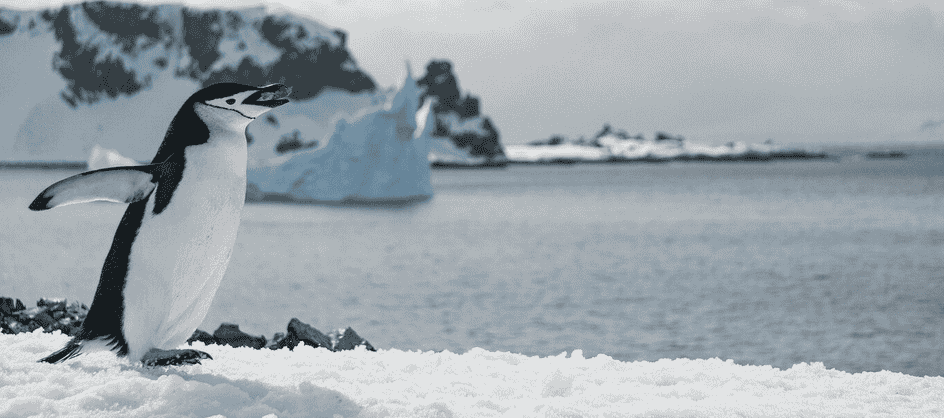 الگوریتم پنگوئن گوگل: راهنمای جامع برای درک و بهینه‌سازی وب‌سایت