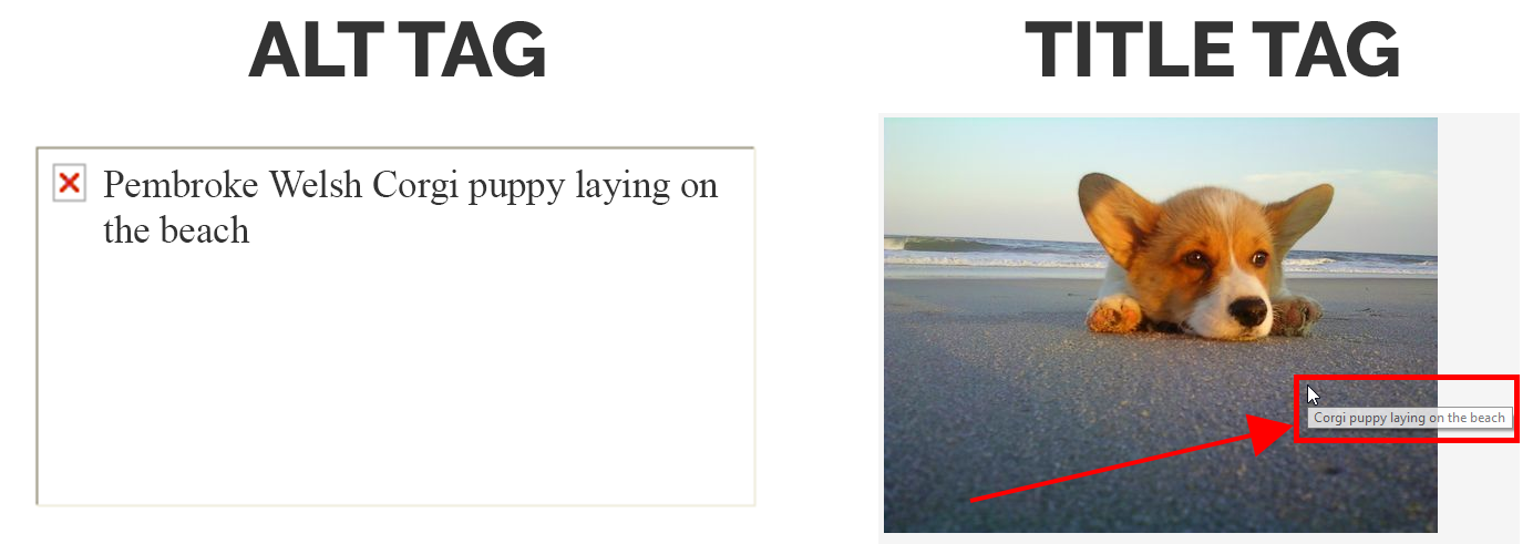.متن جایگزین در وردپرس: راهنمایی جامع برای بهبود سئو و دسترسی‌پذیری